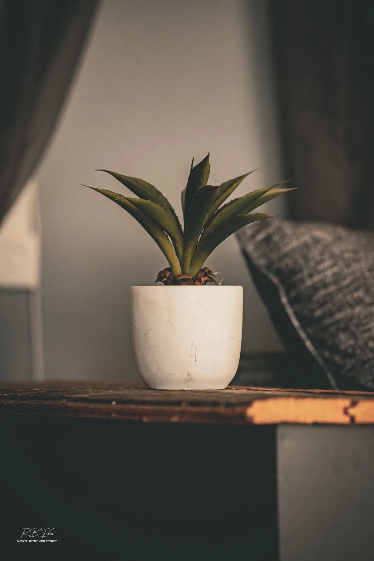 Salon — plante en pot, détail déco